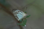 Notes on Field Trips Wilpattu National Park