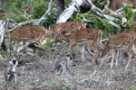 Wilpattu National Park 30th September to 7th October 2023