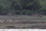 Wilpattu National Park 30th September to 7th October 2023