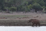 Wilpattu National Park 30th September to 7th October 2023