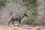 Wilpattu National Park 30th September to 7th October 2023