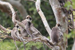 Wilpattu National Park 30th September to 7th October 2023