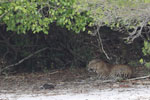 Wilpattu National Park 30th September to 7th October 2023