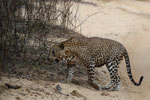 Wilpattu National Park 30th September to 7th October 2023