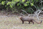 Wilpattu National Park 30th September to 7th October 2023