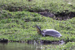 Wilpattu National Park 30th September to 7th October 2023