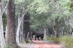 Wilpattu National Park 30th September to 7th October 2023