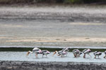 Wilpattu National Park 30th September to 7th October 2023