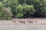 Wilpattu National Park 30th September to 7th October 2023