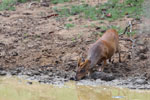 Wilpattu National Park 30th September to 7th October 2023