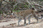 Wilpattu National Park 30th September to 7th October 2023