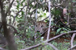 Wilpattu National Park 30th September to 7th October 2023