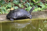 Wilpattu National Park 30th September to 7th October 2023