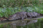 Wilpattu National Park 30th September to 7th October 2023