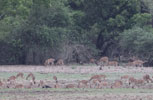 Wilpattu National Park 30th September to 7th October 2023