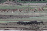 Wilpattu National Park 30th September to 7th October 2023