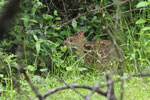 Notes on Field Trips Wilpattu National Park