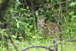 Notes on Field Trips Wilpattu National Park