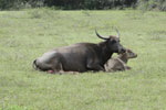 Notes on Field Trips Wilpattu National Park