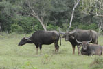 Notes on Field Trips Wilpattu National Park