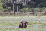 Wilpattu National Park 9th  - 10th  September 2023