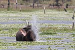 Wilpattu National Park 9th  - 10th  September 2023