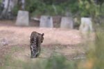 Wilpattu National Park 9th  - 10th  September 2023
