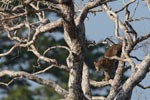 Notes on Field Trips Wilpattu National Park