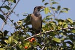 Notes on Field Trips Wilpattu National Park