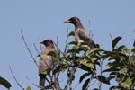 Notes on Field Trips Wilpattu National Park