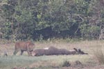 Wilpattu National Park March 2023