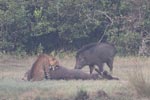 Wilpattu National Park March 2023