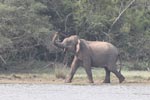 Wilpattu National Park March 2023