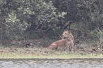 Wilpattu National Park March 2023
