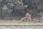 Wilpattu National Park March 2023