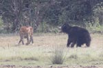 Wilpattu National Park March 2023