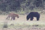 Wilpattu National Park March 2023