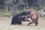 Wilpattu National Park March 2023