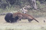 Wilpattu National Park March 2023