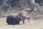 Wilpattu National Park March 2023