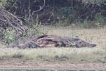 Wilpattu National Park March 2023