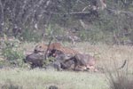 Wilpattu National Park March 2023