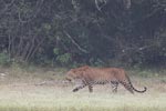 Wilpattu National Park March 2023