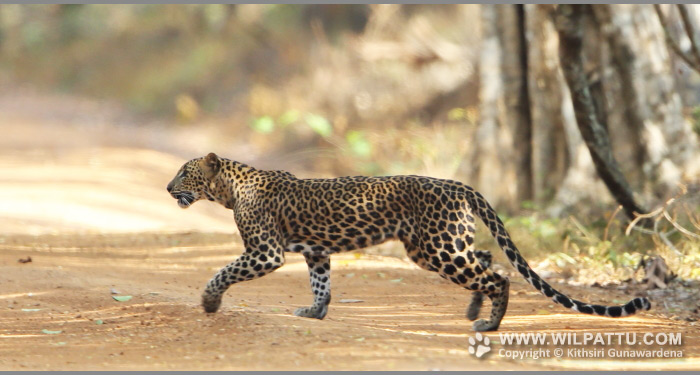 Leopards of Wilpattu