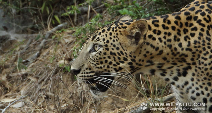 Leopards of Wilpattu