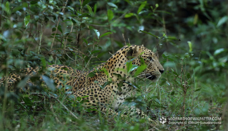 leopards of wilpattu national park